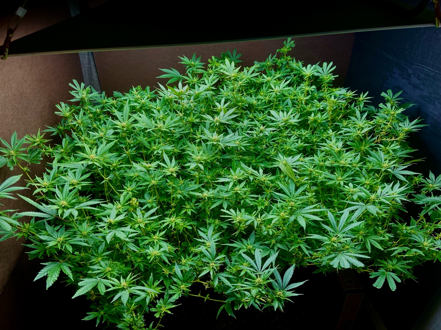 Mature wide flat canopy of colas produced with Cola Cultivator