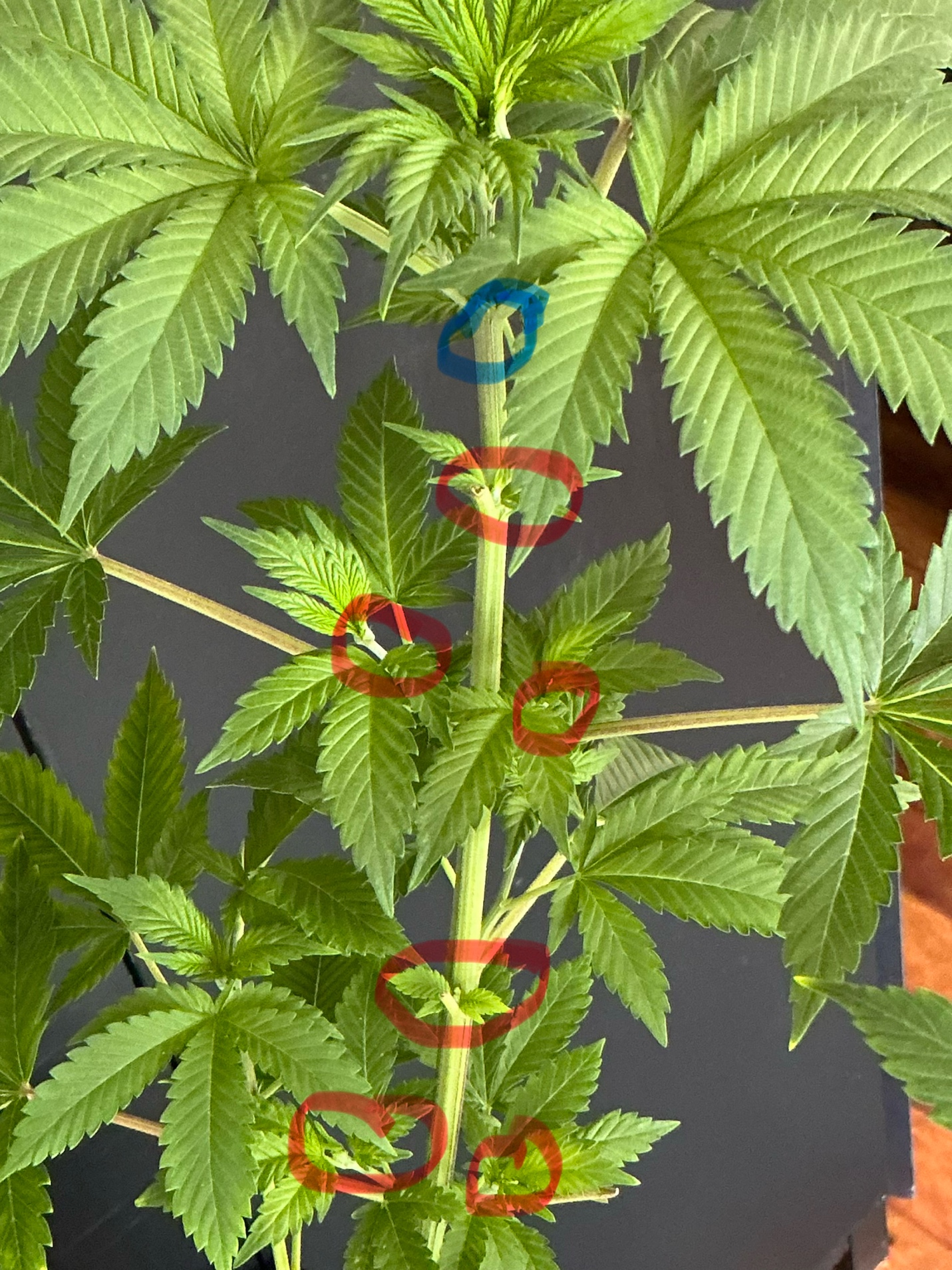 Meristem locations circled in red on a cannabis plant