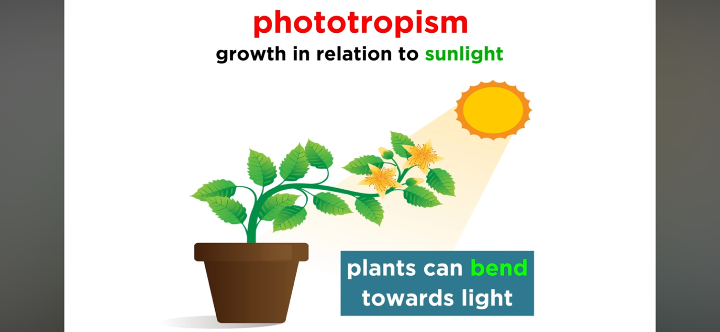 Diagram of phototropism — plants bend toward light