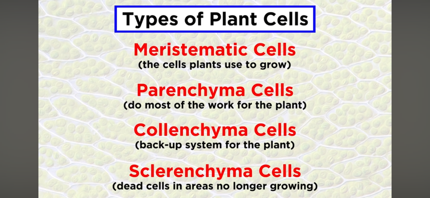 Diagram of the four types of plant cells