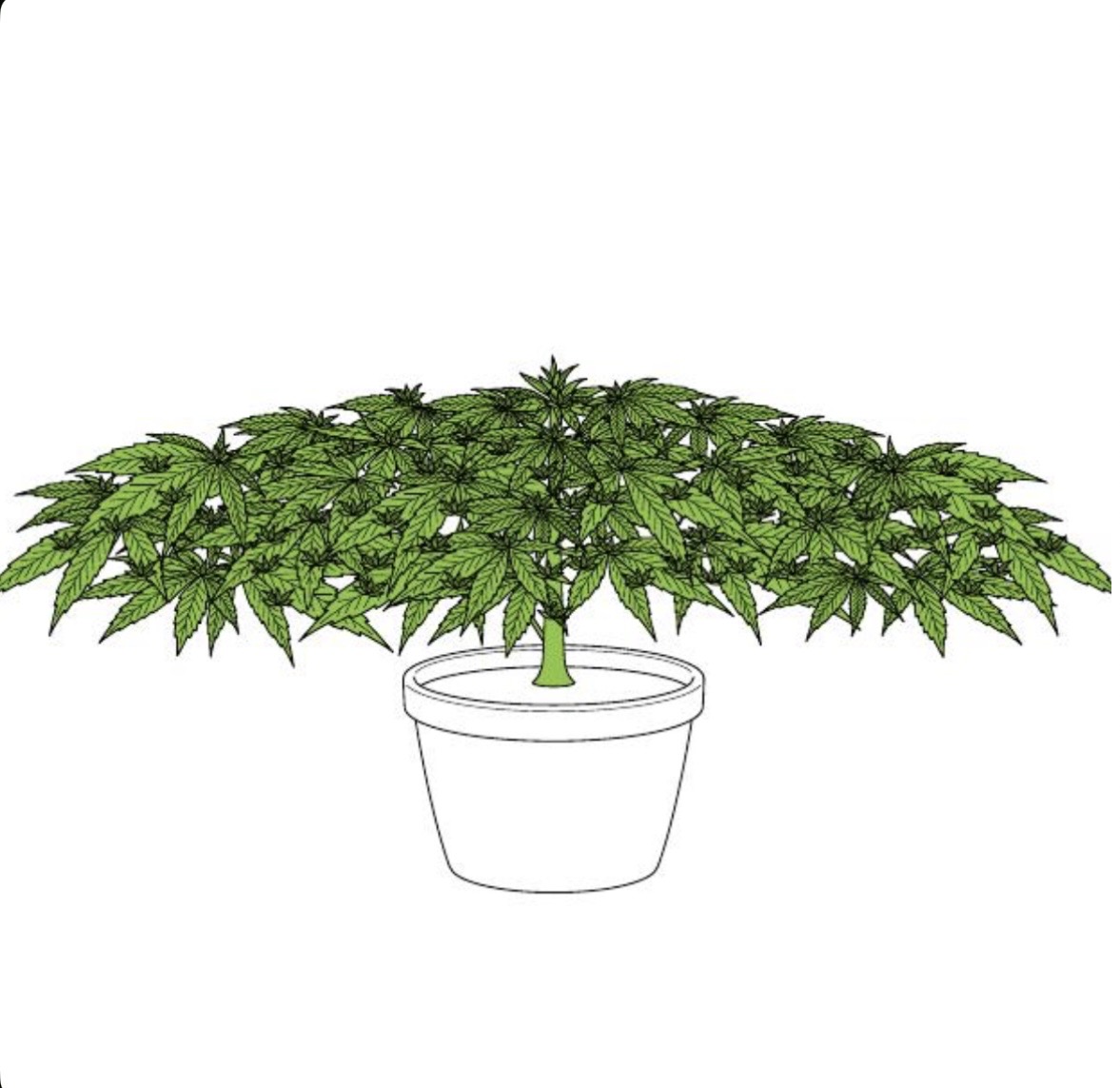 Plant trained into a flat canopy with the Cola Cultivator