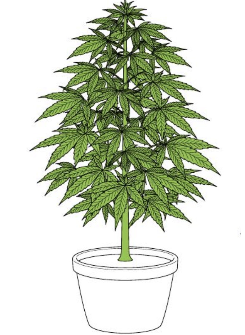 Untrained cannabis plant grown tall and bushy