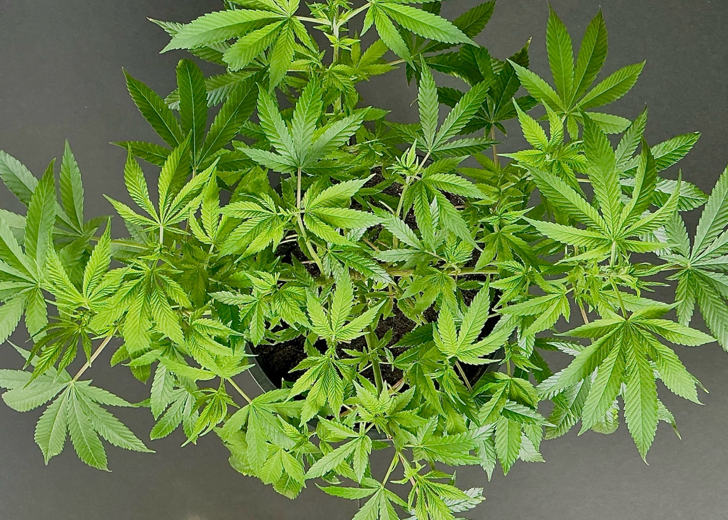 Top-down view of plant trained with the Cola Cultivator