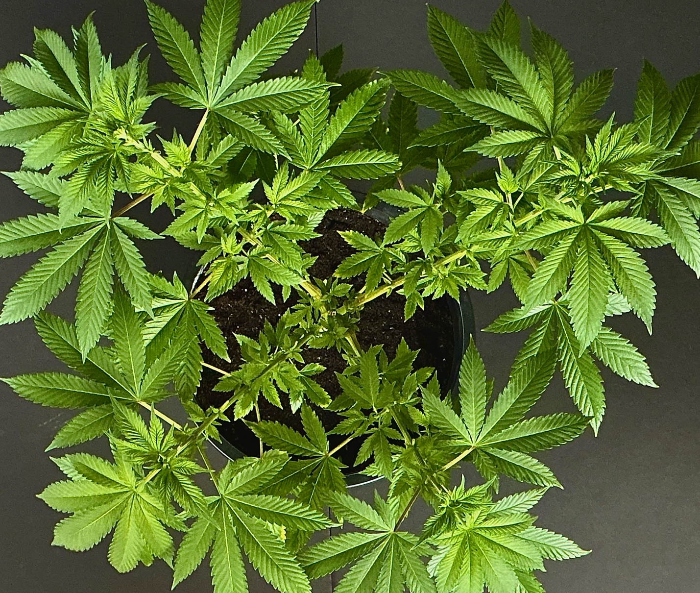 Top-down view of untrained control plant